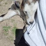 Image de profil de Marion - Blooming Pets - Petsitting et garde d'animaux à domicile