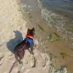 Nouki NOUKI Mon Chien Bouledogue Français Mâle - Garde d'animaux à domicile