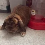 Pooky Mon Lapin  Bélier nain Mâle - Garde d'animaux à domicile