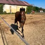 Kall me   Selle Français Hongre - Garde d'animaux à domicile