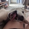 Images de profil de Philippe - Blooming Pets - Petsitting et garde d'animaux à domicile