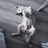 Images de profil de Philippe - Blooming Pets - Petsitting et garde d'animaux à domicile