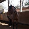 Images de profil de Maëva - Blooming Pets - Petsitting et garde d'animaux à domicile