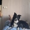 Images de profil de Maëva - Blooming Pets - Petsitting et garde d'animaux à domicile
