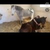 Images de profil de Maëva - Blooming Pets - Petsitting et garde d'animaux à domicile
