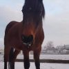 Images de profil de Maëva - Blooming Pets - Petsitting et garde d'animaux à domicile