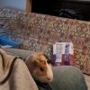 Images de profil de Maëva - Blooming Pets - Petsitting et garde d'animaux à domicile