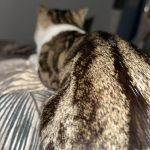 Image de profil de Rabira - Blooming Pets - Petsitting et garde d'animaux à domicile