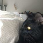 Syrius Mon Chat  European Shorthair (Européen) Mâle stérilisé - Garde d'animaux à domicile