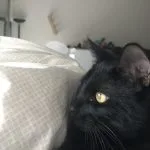 Syrius Syrius Mon Chat European Shorthair (Européen) Mùle stérilisé - Garde d'animaux à domicile