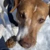 Images de profil de Marylou - Blooming Pets - Petsitting et garde d'animaux Ă domicile