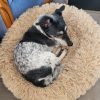 Images de profil de Loïc - Blooming Pets - Petsitting et garde d'animaux à domicile