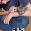 Images de profil de Loïc - Blooming Pets - Petsitting et garde d'animaux à domicile
