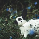 Mary Mon Lapin  Papillon Anglais Femelle - Garde d'animaux à domicile