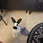 Pippin Mon Lapin  Papillon Anglais Mâle stérilisé - Garde d'animaux à domicile