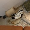 Images de profil de Faustine - Blooming Pets - Petsitting et garde d'animaux à domicile