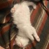 Images de profil de Faustine - Blooming Pets - Petsitting et garde d'animaux à domicile