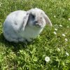 Images de profil de Faustine - Blooming Pets - Petsitting et garde d'animaux à domicile