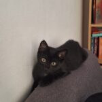 Krokmou   Chat de gouttière (Commun) Mâle - Garde d'animaux à domicile