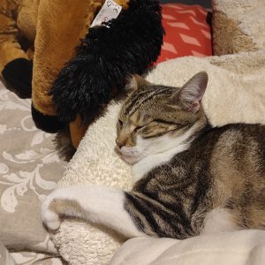 Images de profil de Mae - Blooming Pets - Petsitting et garde d'animaux à domicile