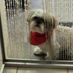 Twix Mon Chien  Shih Tzu Mâle - Garde d'animaux à domicile