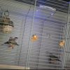 Images de profil de Katia - Blooming Pets - Petsitting et garde d'animaux à domicile