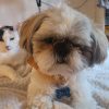 Images de profil de Katia - Blooming Pets - Petsitting et garde d'animaux à domicile