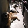 Images de profil de Katia - Blooming Pets - Petsitting et garde d'animaux à domicile