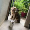 Images de profil de Katia - Blooming Pets - Petsitting et garde d'animaux à domicile