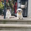 Images de profil de Katia - Blooming Pets - Petsitting et garde d'animaux à domicile