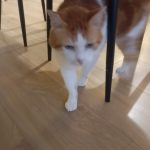 Gus Mon Chat  Chat de gouttière (Commun) Mâle - Garde d'animaux à domicile