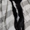 Images de profil de Alyssia - Blooming Pets - Petsitting et garde d'animaux à domicile
