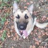 Images de profil de Alyssia - Blooming Pets - Petsitting et garde d'animaux à domicile