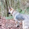 Images de profil de Alyssia - Blooming Pets - Petsitting et garde d'animaux à domicile