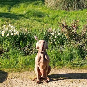 Images de profil de Eloïse - Blooming Pets - Petsitting et garde d'animaux à domicile