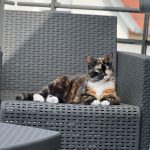 Molly Mon Chat  Chat de gouttière (Commun) Femelle - Garde d'animaux à domicile