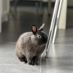 Knacki Mon Lapin  Nain Femelle - Garde d'animaux à domicile