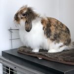 Poppy Mon Lapin  Tête de Lion Femelle - Garde d'animaux à domicile