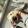 Images de profil de Julie - Blooming Pets - Petsitting et garde d'animaux à domicile