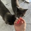 Images de profil de Julie - Blooming Pets - Petsitting et garde d'animaux à domicile