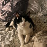 Titine Mon Chat  Chat de gouttière (Commun) Femelle - Garde d'animaux à domicile