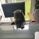 Voyou Mon Chat  Chat de gouttière (Commun) Mâle stérilisé - Garde d'animaux à domicile