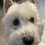 Chipie Mon Chien  West Highland White Terrier Femelle - Garde d'animaux à domicile