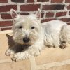 Images de profil de Audrey - Blooming Pets - Petsitting et garde d'animaux à domicile
