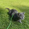Images de profil de Audrey - Blooming Pets - Petsitting et garde d'animaux à domicile