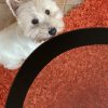 Images de profil de Audrey - Blooming Pets - Petsitting et garde d'animaux à domicile