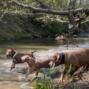 Images de profil de Oceane - Blooming Pets - Petsitting et garde d'animaux à domicile