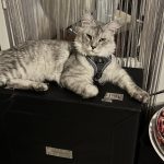 Willow Mon Chat  Maine Coon Mâle stérilisé - Garde d'animaux à domicile
