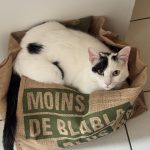 Smooky Mon Chat  European Shorthair (Européen) Mâle stérilisé - Garde d'animaux à domicile