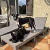 Images de profil de Luna - Blooming Pets - Petsitting et garde d'animaux à domicile